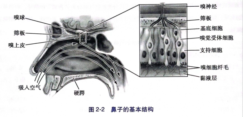 【感官课堂】嗅觉生理学之嗅觉产生及特征1